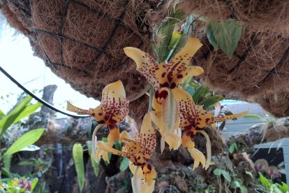 (Foto de ARCHIVO)
Flor del Parque Botánico Orquidario de Estepona

AYUNTAMIENTO DE ESTEPONA
07/7/2020
