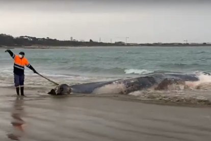 Ballena aparecida en una playa de Rota, Cádiz.