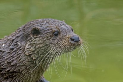 Nutria