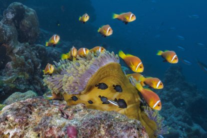 Peces payaso en su anémona, belleza submarina en el arrecife de Helengeli, Maldivas.