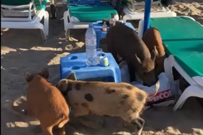 Jabalíes en las playas de Málaga.