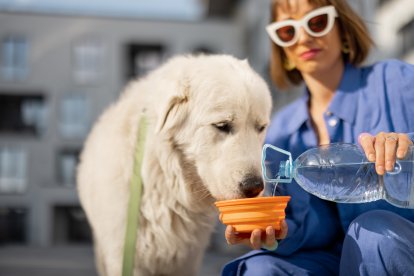 Perro bebiendo agua
