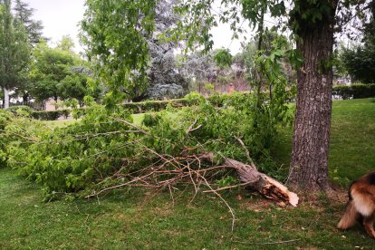 Árboles caídos por la tormenta