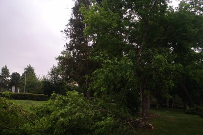 Las secuelas de la tormenta en El Pardo