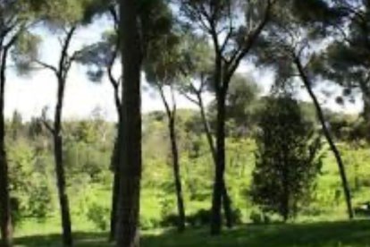 El Forestal.
