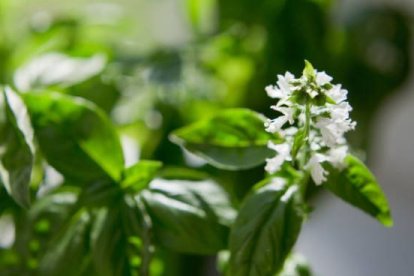 Albahaca en flor