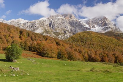 El Hayedo de Cuesta Fría, un refugio natural donde el otoño pinta su mejor paleta.