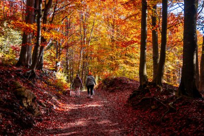 Los bosques de hayas del norte son el escenario perfecto para disfrutar del senderismo y la búsqueda de setas.
