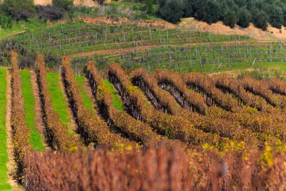 Viñedos del Valle de Casablanca, donde el mar y la niebla dan carácter a blancos y tintos elegantes.