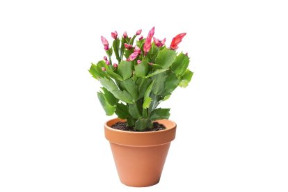 La planta de temporada más fácil de cuidar: el cactus de Navidad que Lidl lanza por solo 2,49€
