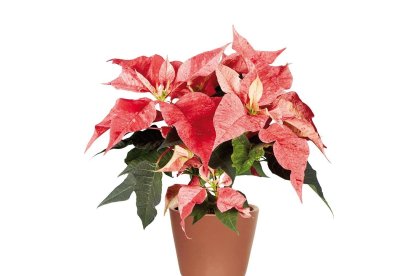 idl ha puesto a la venta esta variedad rosa de flor de Pascua por 2,49 euros, convirtiéndose en uno de los productos decorativos más comentados de la campaña navideña.