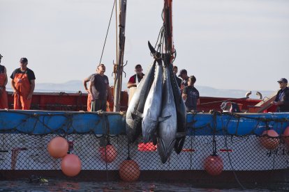 Varios pescadores durante la ‘levantá’ del atún en las inmediaciones de Barbate, Cádiz.