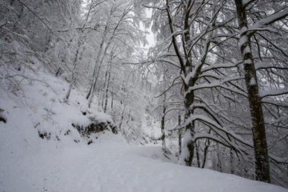 Nevada