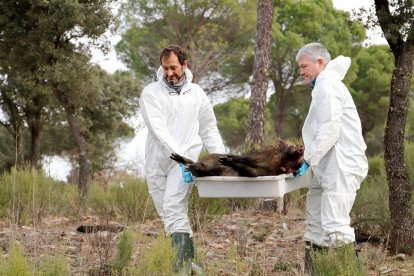 Retirada de un jabalí muerto.