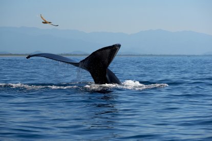 El avistamiento de ballenas convierte las costas de Zihuatanejo en un espectáculo natural único