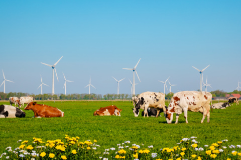 Vacas y aerogeneradores en una zona rural