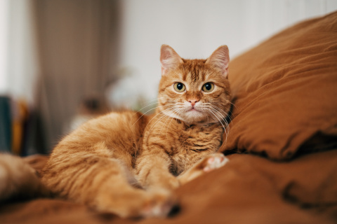 Un gato doméstico descansa en casa, una de las mascotas cuyos gastos veterinarios también pueden incluirse en la deducción fiscal