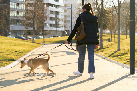 Una mujer pasea a su perro por un parque, una escena habitual entre los propietarios de mascotas que pueden beneficiarse de la deducción por gastos veterinarios