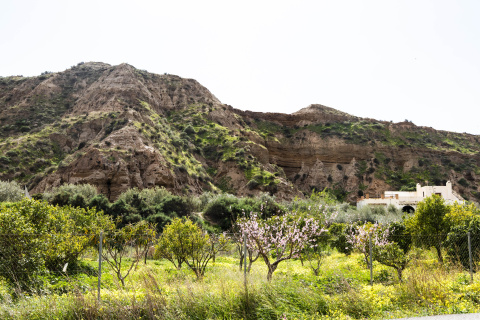 Inusual imagen del desierto de Tabernas en Almería adelantando la floración primaveral gracias a las abundantes lluvias recibidas.