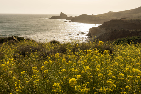 Floración de herbáceas amarillas en el litoral del Parque Natural Cabo de Gata-Níjar (Almería).