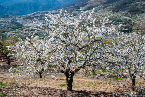 Cerezo en flor

Cerezo en flor