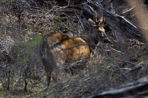 Huemul en Torres del Paine: un privilegio inesperado.