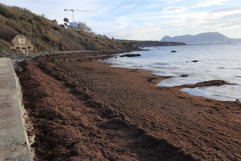 Alga asiática acumulada en la costa del Estrecho de Gibraltar.