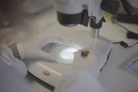 Investigación de Insparya al microscopio