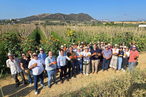 Arranca la campaña del tomate Huevo de Toro en el Valle del Guadalhorce, Málaga.