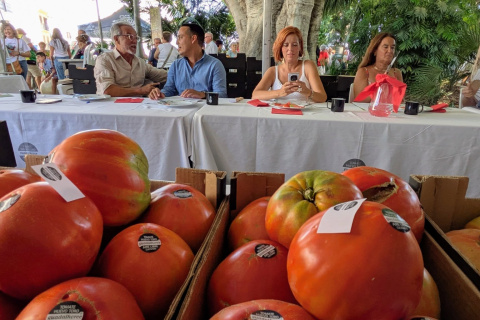 Momento de la cata del tomate en Coín que se lleva a cabo en agosto coincidiendo con sus fiestas patronales.