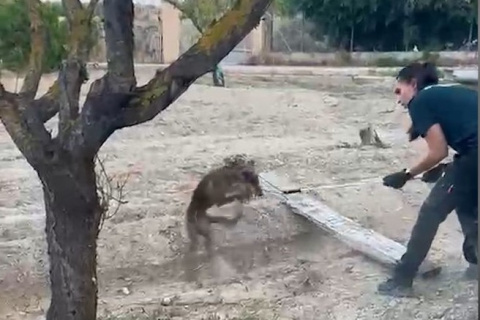 Momento en que el animal es liberado. 