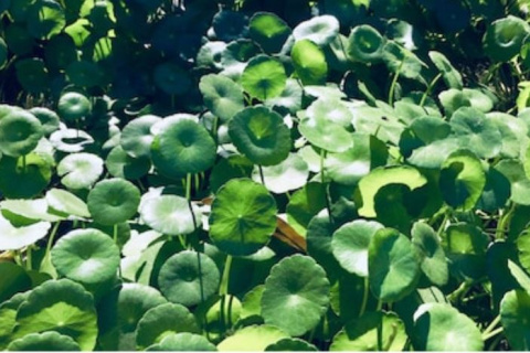 Centella asiática