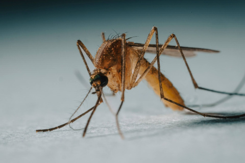 Los veranos más largos y las temperaturas sostenidas favorecen la actividad y expansión de algunas especies de mosquitos en Europa, aumentando la vigilancia sobre enfermedades como el dengue, el chikungunya y el virus del Nilo Occidental