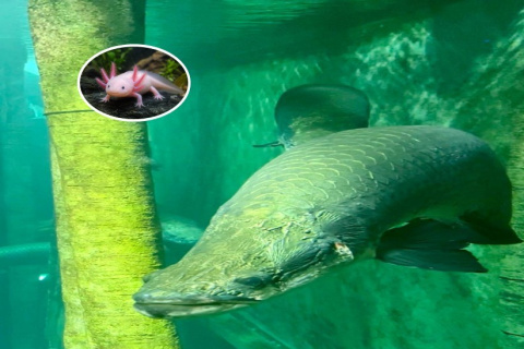 Del gigantesco arapaima al diminuto ajolote, todo sorprende en el Acuario de Zaragoza.