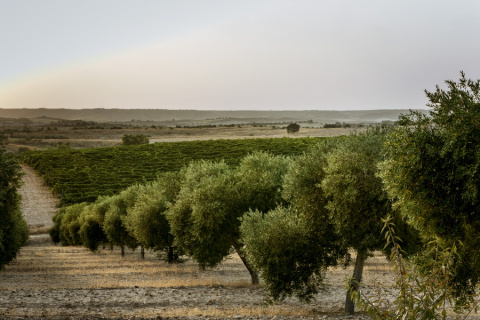 Olivar y viña en Madrid