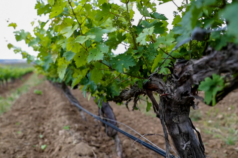 Viñas en Madrid
