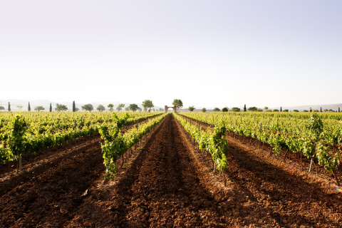Imagen panorámica del viñedo que lleva dando frutos 500 años.