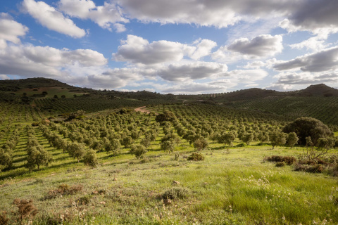 olivos en Finca la Torre