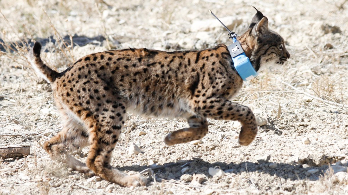 Liberación de un lince en Zarcilla de Ramos en Lorca en febrero de este año.