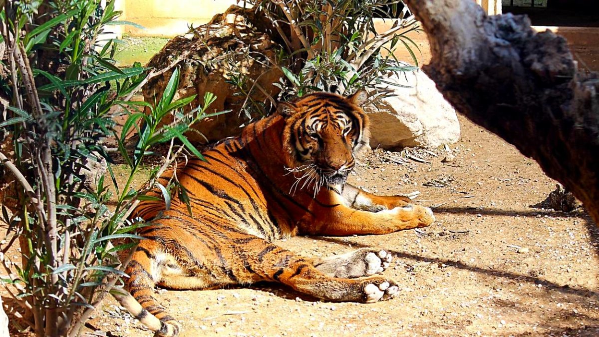 Un tigre descansa en el Arca de Noé de Alicante. De no existir el centro hubiera sido sacrificado.                      REPORTAJE FOTOGRÁFICO DE JESÚS SUÁREZ