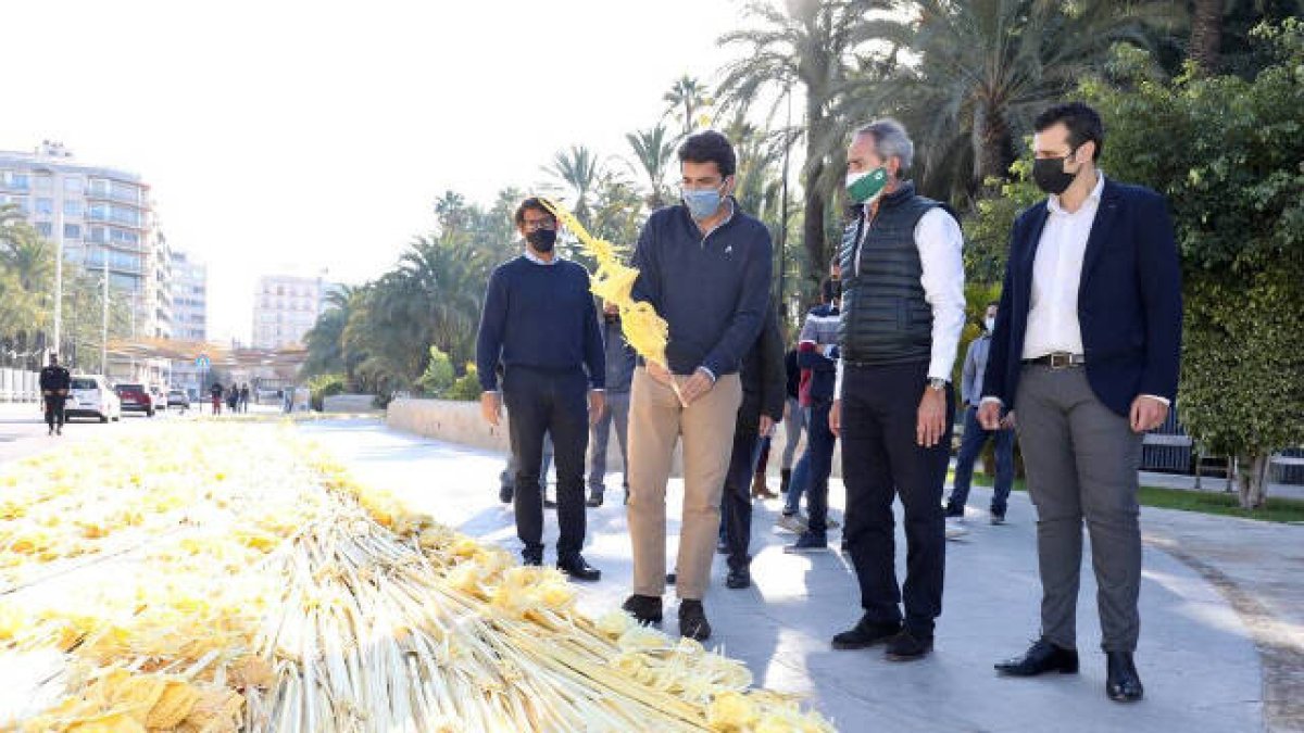 Elche consigue su 'récord Guinness' con una palma blanca de 130 metros