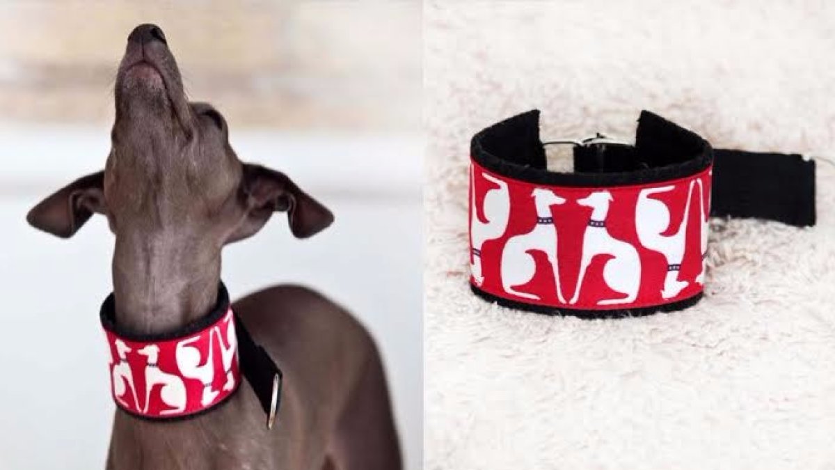 Collares de diseño para convertir a tu perro en un 