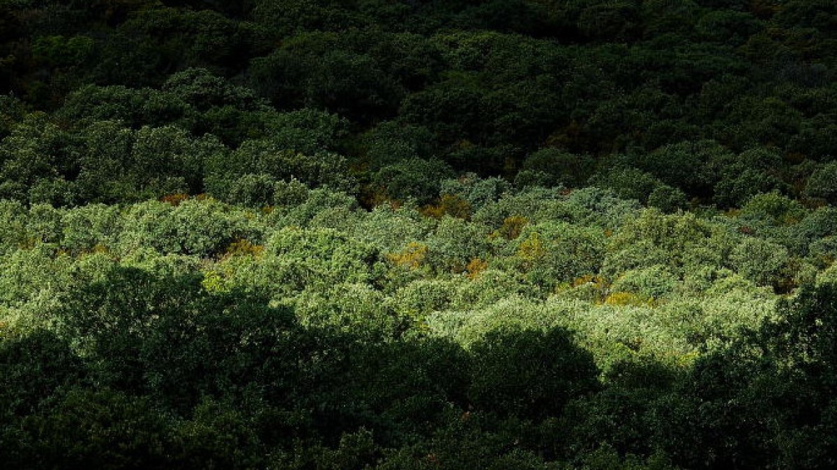 l típico bosque mediterráneo