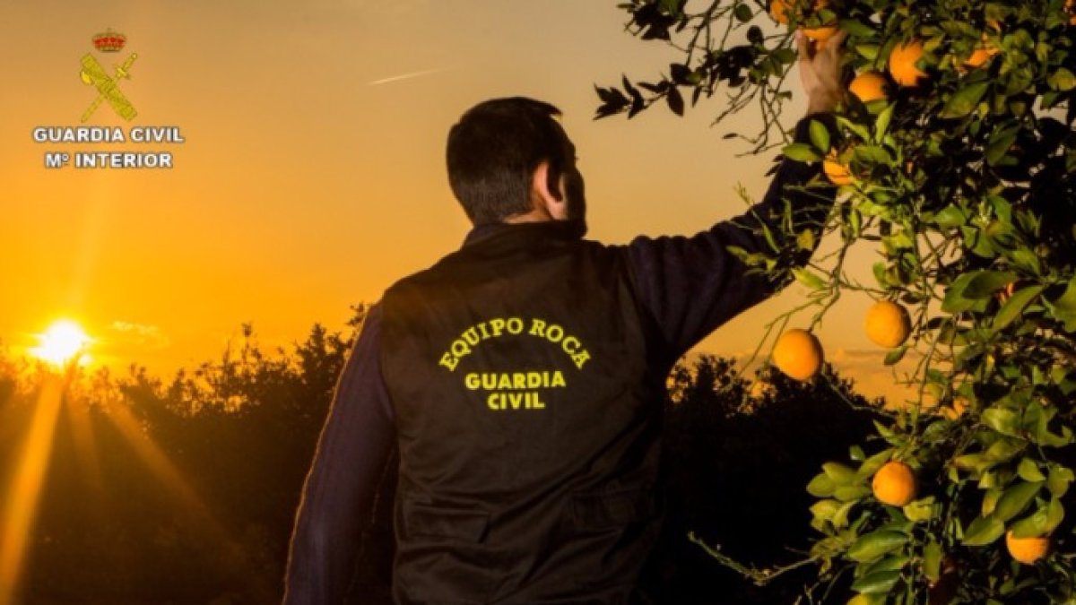 Los robos masivos de naranjas indignan al sector