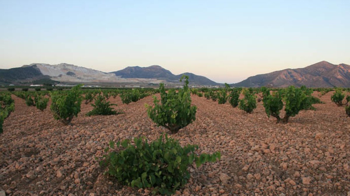 Un campo con viñas en el municipio alicantino de L'ALgueña.