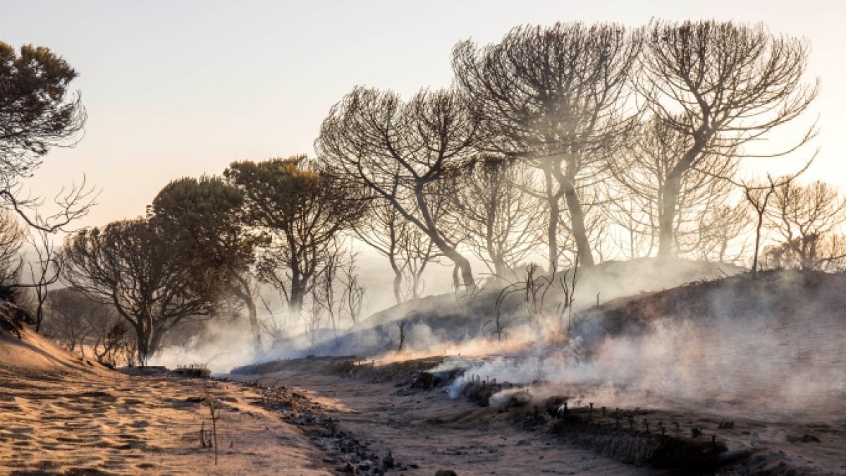 La llamada Cuesta Maneli calcinada tras el incendio junto a Doñana