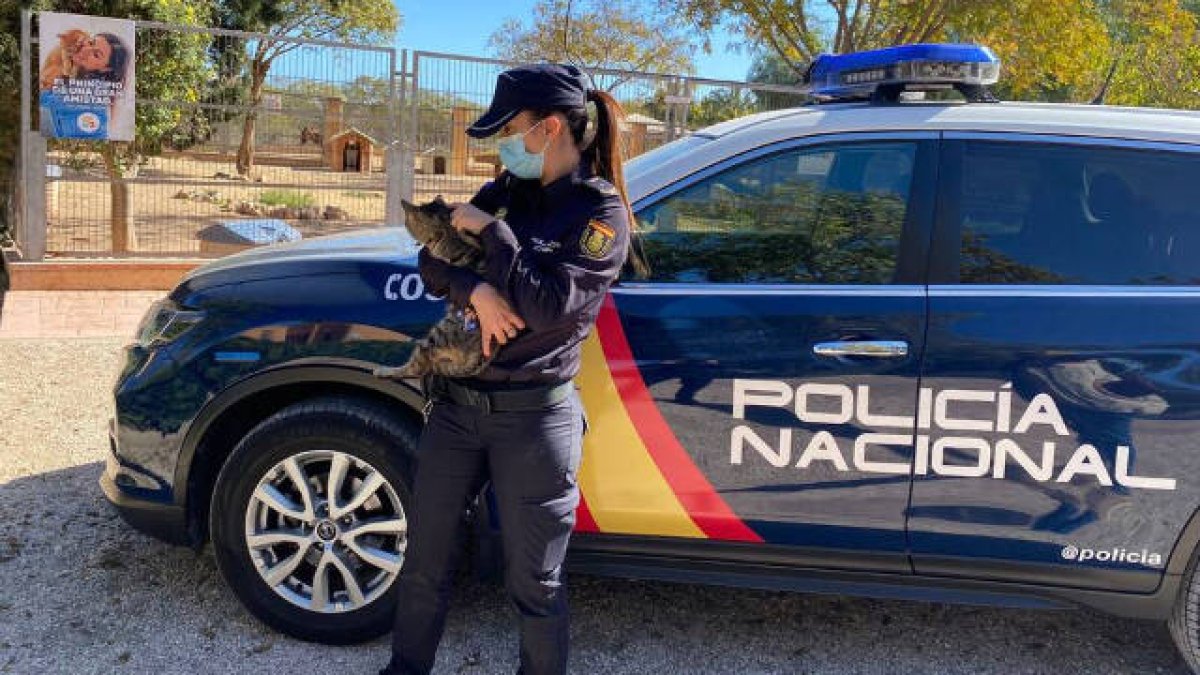 El felino acabó con múltiples heridas, causadas por el maltrato al que fue sometido