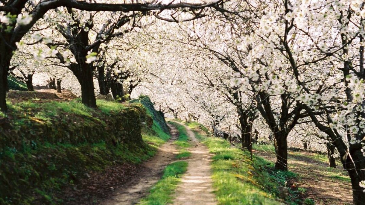 Cerezos en flor, espectáculo único en el Valle del Jerte