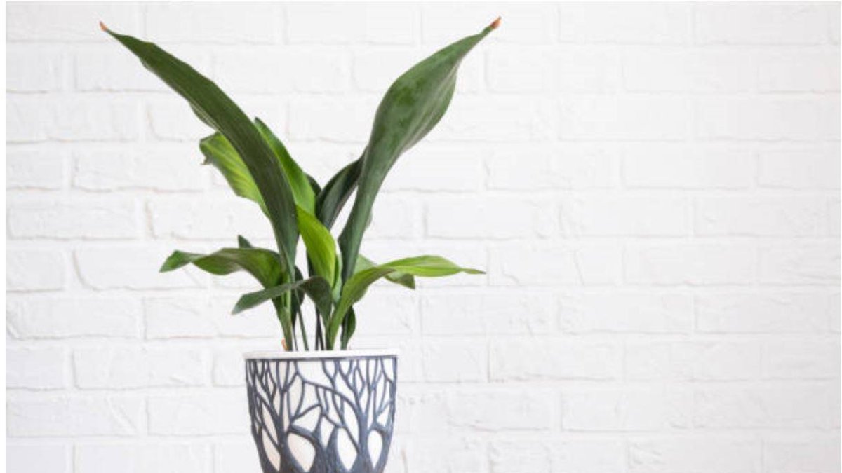 Aspidistra