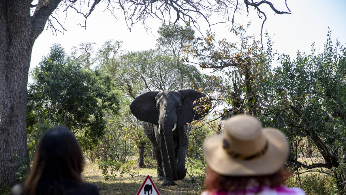 Elefante en África